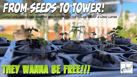 From Seeds to Towers!