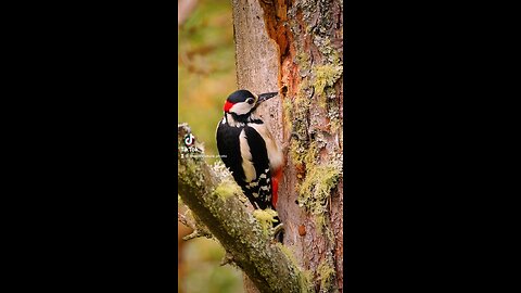 Beautiful woodpecker