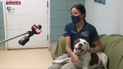 New program helps frightened pets become adoption ready at local shelter