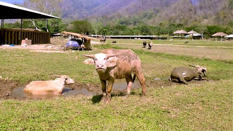 Water buffalo happily plays in mud at rescue sanctuary