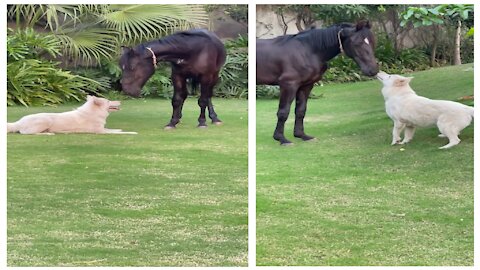 Dog and horse kisses funny moment😂