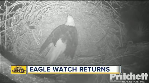 Eagle Cam begins 'Hatch Watch' on pair of eggs