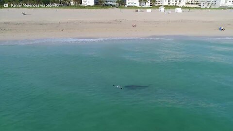 Drone viser en tigerhaj komme ekstremt tæt på svømmere i Miami