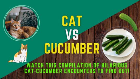 Cat vs Cucumber Compilation.