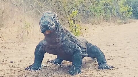 Komodo dragon trying to swallow a Got