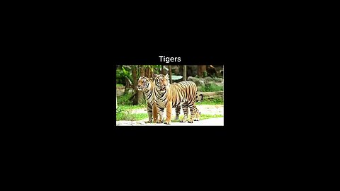 Just tigers #shorts #animals #cute #puppies #sea #monkey #world #funny #funnyvideo #truth