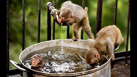 A monkey that takes a shower and does a lot of fun things