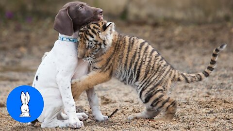 Adorably Cute Baby Tiger Cubs Playing.