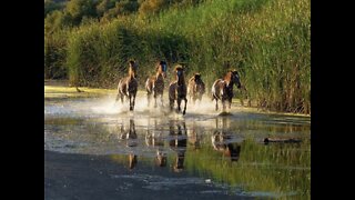 SHH! 6 secrets about Salt River Wild Horses - ABC15 Digital