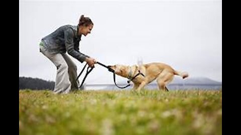 How to Train ANY DOG the basics- Dog Training foundation