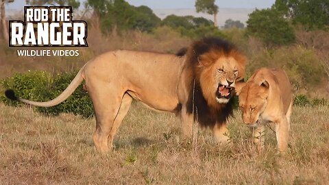 Lion Interactions | Maasai Mara Safari | Zebra Plains