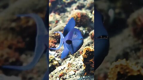 Bluish #shortsfeed #shortsvideo #shorts #shortsviral #fish