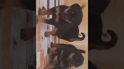 Rottweiler Puppies #shorts #trending #rottweiler #viral