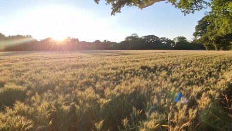 2 minutes of calm relaxation watching a field of wheat waving in the breeze.