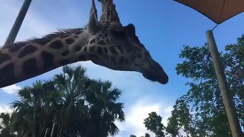 Live report: Naples Zoo celebrates World Giraffe Day