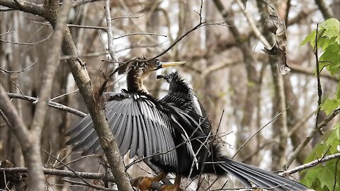 Cautious Anhinga Looks Around Nervously