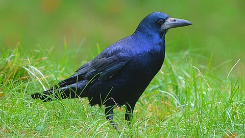 Rook, the Most Timid of the Local Crow Birds, Caught Searching for Acorns