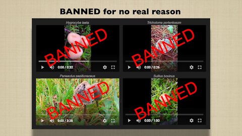 Banned videos on Youtube for no real reason