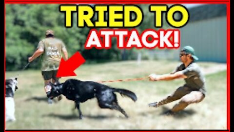 EXTREMELY LEASH AGGRESSIVE GERMAN SHEPHERD TRIES TO ATTACK DOG!