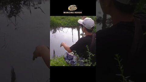 Full Mancing Ikan wader Beunteur berotan ikan setara ikan nilem / melem babon bikin nagih #mancing