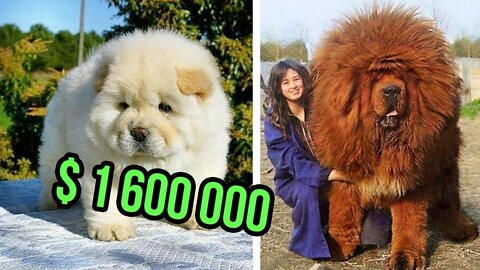 THE Most EXPENSIVE DOG BREEDS In The World