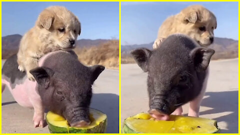 Cut Puppy Riding a Pig