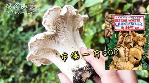 戶外探險 | 美國採野菇 逮到森林中昂貴小白菇 米其林高級料理在家吃整年 Mushroom Hunting in PNW Forest - White Chanterelle