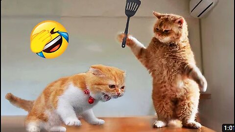 Funniest Animals 2024 😂 New Funny Cats and Dogs Videos 😻🐶 Part 1