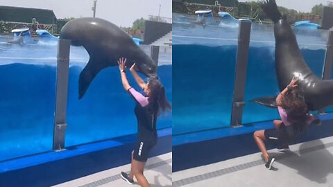 A horrifying moment: A seal attacks a woman trying to save it