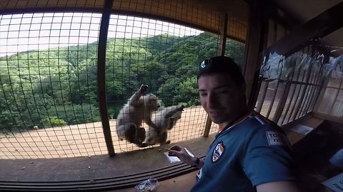 Greedy Monkey Knocks Over Friend For More Food