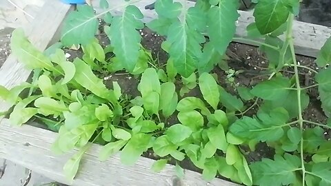 Raised beds are nice #communitygarden #electroculture #growagarden #familyfun #backyardgardening