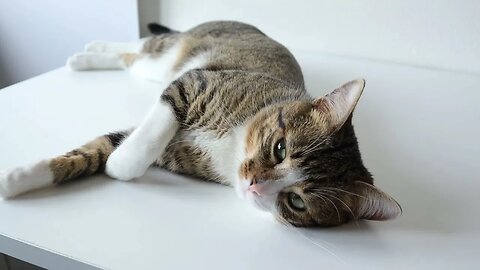 Sweet Cat Sleeps on the Table