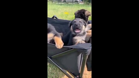 "Pawsitively Adorable Puppies Galore! 🐾🥰 | Rumble App Viral Video"