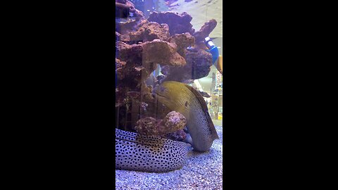 AQUARIUM (MORAY EEL)