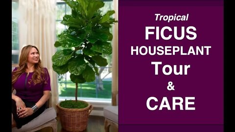 INDOOR FICUS PLANT CARE & FICUS HOUSE PLANT TOUR!