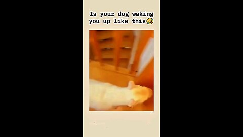 dog's waking up hoomans funny moments 🤣