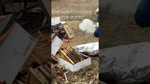 Apiary Blown Down in Windstorm