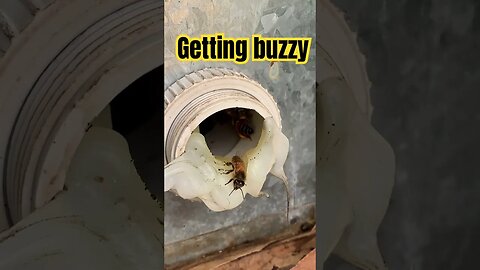 Bees in a power box #bees #insect #bugs #nature #macrophotography #flower