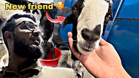 Meet my new friend 🥰 🐐Hard luck Pakistan team🙁 ||Sharjah||