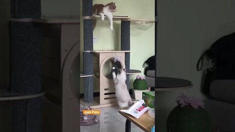 Cheeky Cat 🐈 #cat #cute #funnyanimals #funnyvideos #tiktok