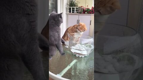 So Very💞💞 cute Cats🐈 playing Fish🐠🐋🐟 #shorts