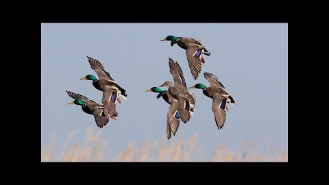 Hunting || waterfowl | Duck hunting in pakistan