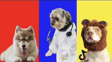 Dog Doctor | Viral Animal | DogStyle