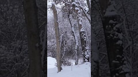 Forehand flex on display 🔥 Watch as I almost ace this beautiful line 🎉 #discgolf #forehand