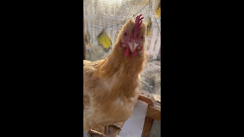 Parmesan the Chicken