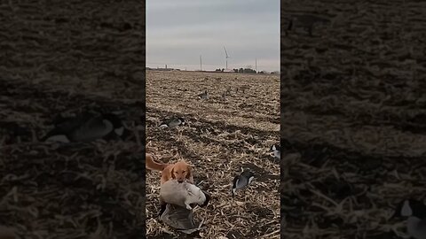 Golden Retriever Carrying a Goose #goldenretriever #goosehunting #wildbirds