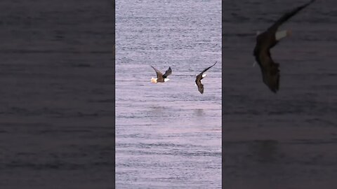 Eagle Catching a Fish Symbolizes Pagan Strength and Victory over Christianity