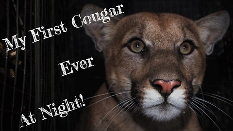 Killing my First Ever Cougar at Night in Hunter Call of the Wild