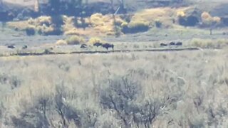 Bison in Yellowstone National Park