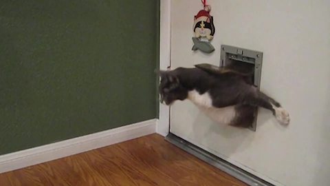 "Chubby Cat Struggles With Pet Door"